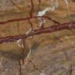 Rainforest Brown